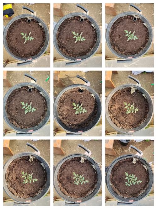西红柿籽最简单种植方法「番茄种子怎么样种植视频」 土壤施肥 西红柿籽最简单种植方法「番茄种子怎么样种植视频」 西红柿籽最简单种植方法「番茄种子怎么样种植视频」 土壤施肥