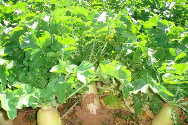 绿富十三号萝卜种植技术「十字花科蔬菜种植技巧视频」 绿富十三号萝卜种植技术「十字花科蔬菜种植技巧视频」 农业常识