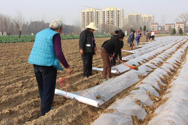 豇豆种植什么时候搭架，怎么搭架「蔬菜种植小技巧豆芽视频教程」 豇豆种植什么时候搭架，怎么搭架「蔬菜种植小技巧豆芽视频教程」 种植技巧
