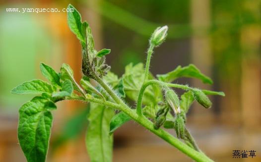 西红柿能打什么灭草剂「番茄水草怎么种植视频」 西红柿能打什么灭草剂「番茄水草怎么种植视频」 植物种类