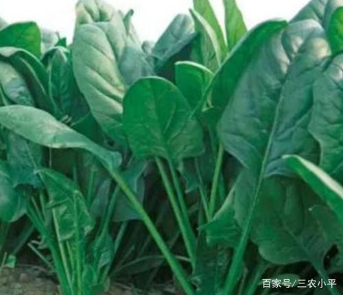 越冬菠菜的栽培技术要点有哪些？哪些地区适合种植越冬菠菜「矮杆小番茄怎么种植视频」 越冬菠菜的栽培技术要点有哪些？哪些地区适合种植越冬菠菜「矮杆小番茄怎么种植视频」 农业常识