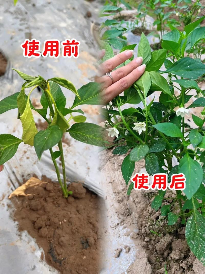 怎样施肥可以使蔬菜生长更好「蔬菜种植技巧及用肥技术视频」 怎样施肥可以使蔬菜生长更好「蔬菜种植技巧及用肥技术视频」 土壤施肥