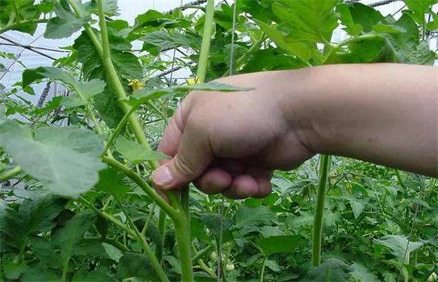 爬藤小番茄养殖方法「爬藤番茄怎么种植方法视频」 爬藤小番茄养殖方法「爬藤番茄怎么种植方法视频」 农业常识