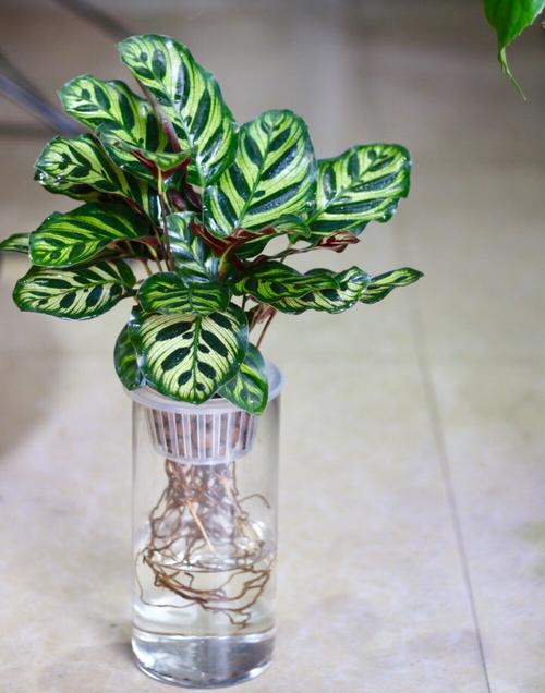 怎样水培孔雀竹芋「宿舍水培植物」 怎样水培孔雀竹芋「宿舍水培植物」 农业常识
