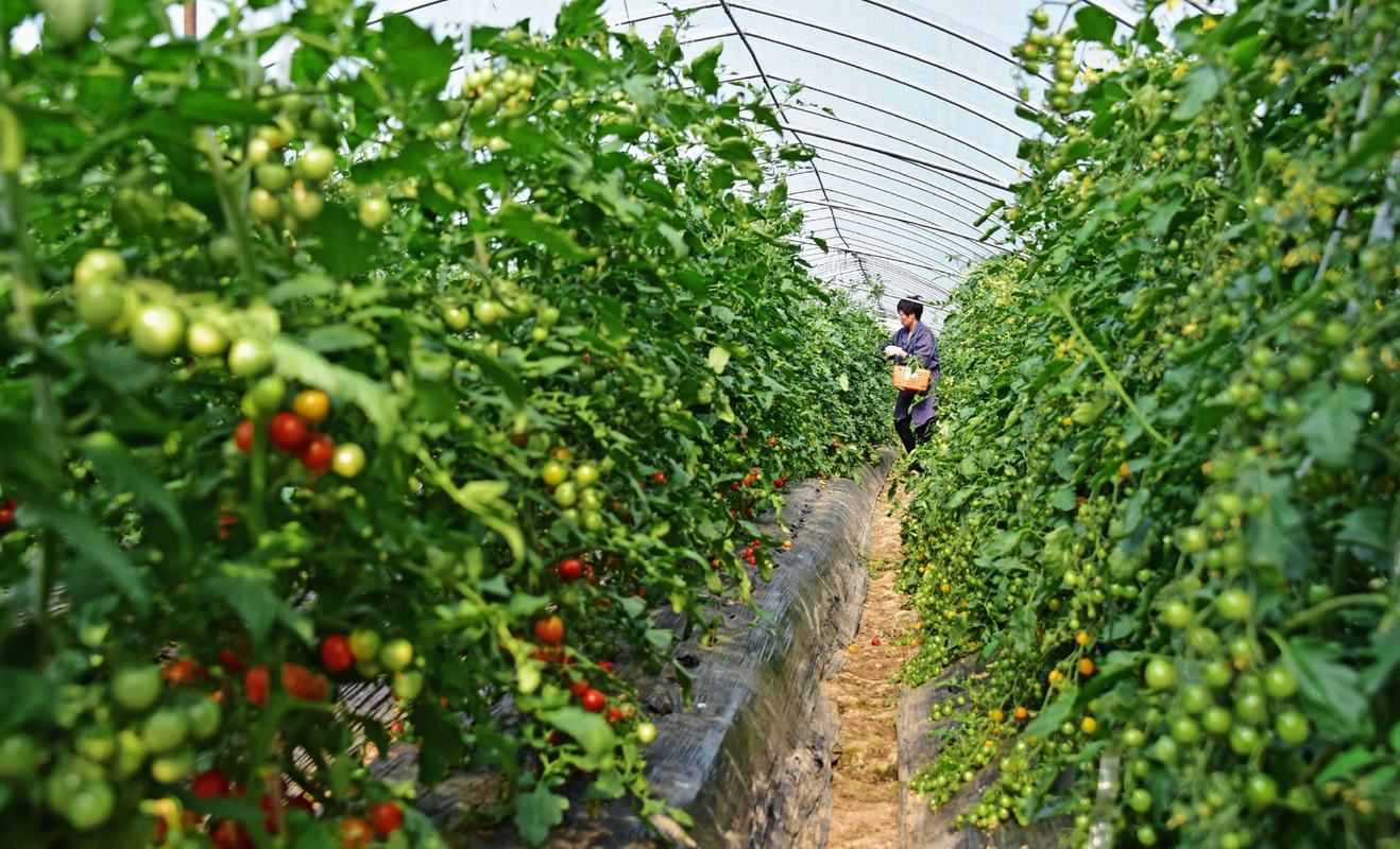 现在七月份了，还能种植板栗南瓜吗「栗子怎么种植小番茄视频教程」 现在七月份了，还能种植板栗南瓜吗「栗子怎么种植小番茄视频教程」 植物种类