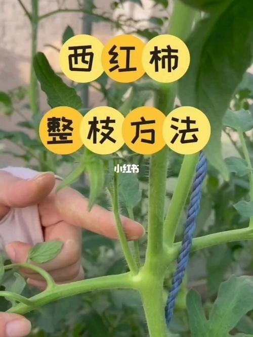 盆栽番茄整枝打叉技术「番茄种植侧芽怎么种植好呢」 盆栽番茄整枝打叉技术「番茄种植侧芽怎么种植好呢」 番茄病虫害防治