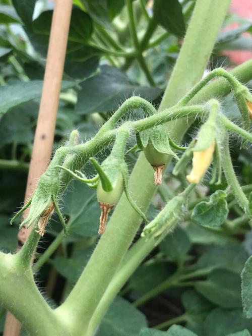 西红柿坐果的最佳方法「番茄怎么种植坐果快呢视频」 西红柿坐果的最佳方法「番茄怎么种植坐果快呢视频」 花朵知识