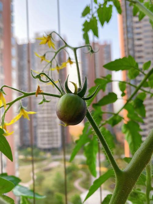 玉米面种西红柿的方法「怎么种植番茄玉米视频」 玉米面种西红柿的方法「怎么种植番茄玉米视频」 番茄病虫害防治