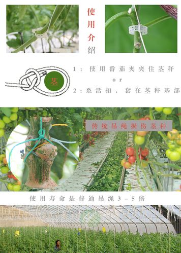 西红柿可以落蔓吗，注意什么「番茄种植怎么搭棚视频教程」 西红柿可以落蔓吗，注意什么「番茄种植怎么搭棚视频教程」 花朵知识