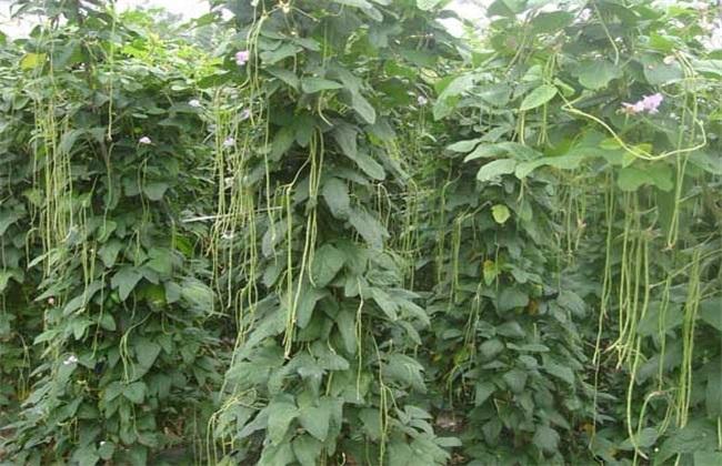 湖北露天豇豆种植时间和方法「湖北蔬菜种植小技巧图片大全」 种植技巧 湖北露天豇豆种植时间和方法「湖北蔬菜种植小技巧图片大全」 湖北露天豇豆种植时间和方法「湖北蔬菜种植小技巧图片大全」 种植技巧