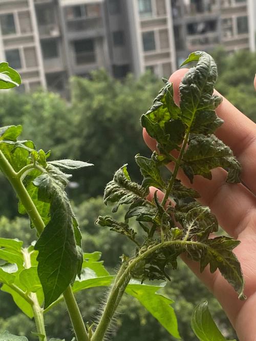 夏季西红柿病虫害防治与管理「夏天小番茄怎么种植视频」 夏季西红柿病虫害防治与管理「夏天小番茄怎么种植视频」 农业常识