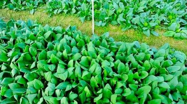湖南春季适合种植哪些蔬菜「春季蔬菜种植管理技巧和方法」 湖南春季适合种植哪些蔬菜「春季蔬菜种植管理技巧和方法」 植物种类