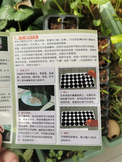 西红柿种子种植技术「番茄种子怎么种植最好活的」 西红柿种子种植技术「番茄种子怎么种植最好活的」 番茄种植技巧