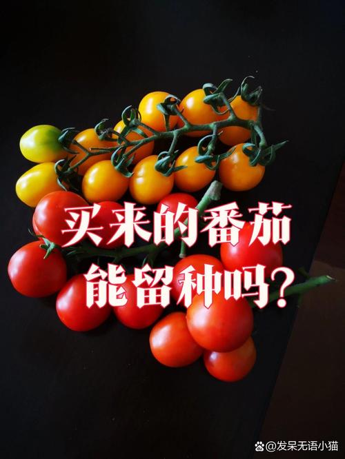 番茄种子怎么留「番茄种植怎么留果子」 番茄种子怎么留「番茄种植怎么留果子」 土壤施肥