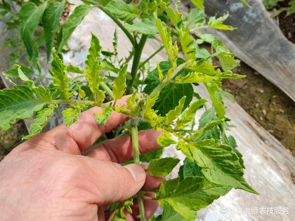 种植番茄时为什么要打顶「番茄种植怎么打顶最好呢」 种植番茄时为什么要打顶「番茄种植怎么打顶最好呢」 种植技巧