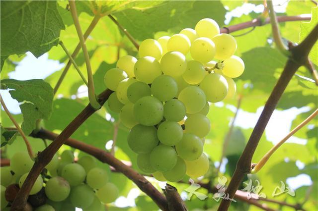 首字母是lyt的食物「黑松露番茄种子怎么种植的」 首字母是lyt的食物「黑松露番茄种子怎么种植的」 农业常识