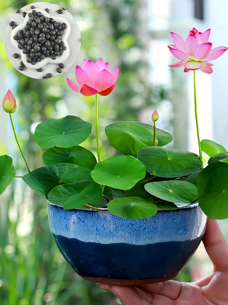 水培碗莲养殖方法「碗莲水培蔬菜种植小技巧视频」 水培碗莲养殖方法「碗莲水培蔬菜种植小技巧视频」 番茄种植技巧