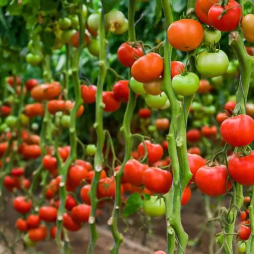 红玉番茄怎么种「番茄我的世界怎么种植」 红玉番茄怎么种「番茄我的世界怎么种植」 种植技巧