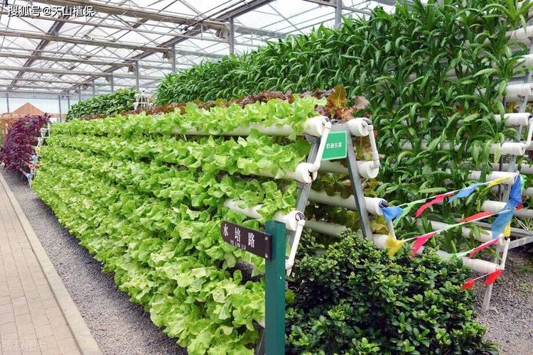 适合智能温室无土栽培、种植的作物有哪些「智能蔬菜种植小技巧有哪些」 适合智能温室无土栽培、种植的作物有哪些「智能蔬菜种植小技巧有哪些」 番茄病虫害防治