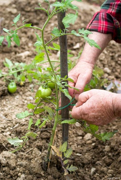 西红柿应怎样整枝「番茄怎么种植整枝方法视频」 农业常识 西红柿应怎样整枝「番茄怎么种植整枝方法视频」 西红柿应怎样整枝「番茄怎么种植整枝方法视频」 农业常识