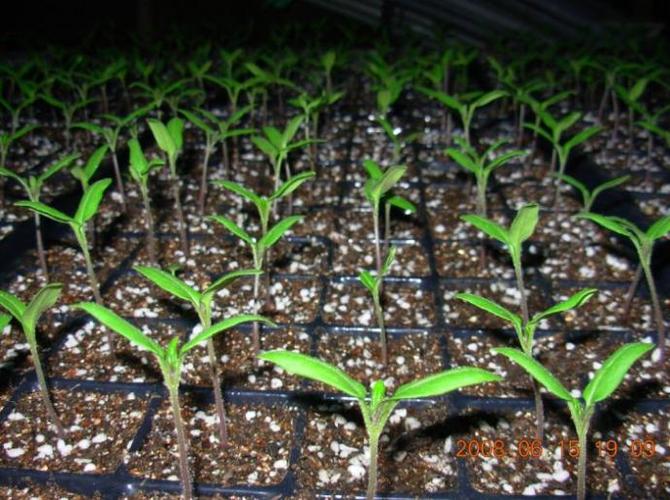 番茄的育苗方法和时间「湖北种植番茄怎么育苗的」 番茄的育苗方法和时间「湖北种植番茄怎么育苗的」 番茄病虫害防治