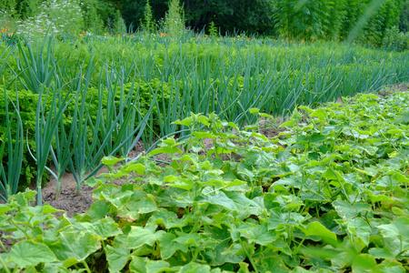 黄瓜小葱怎么种植「番茄黄瓜小葱怎么种植视频」 黄瓜小葱怎么种植「番茄黄瓜小葱怎么种植视频」 花朵知识