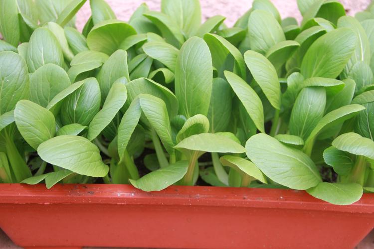 盆栽蔬菜的种植方法「七月盆栽蔬菜种植小技巧视频」 盆栽蔬菜的种植方法「七月盆栽蔬菜种植小技巧视频」 农业常识