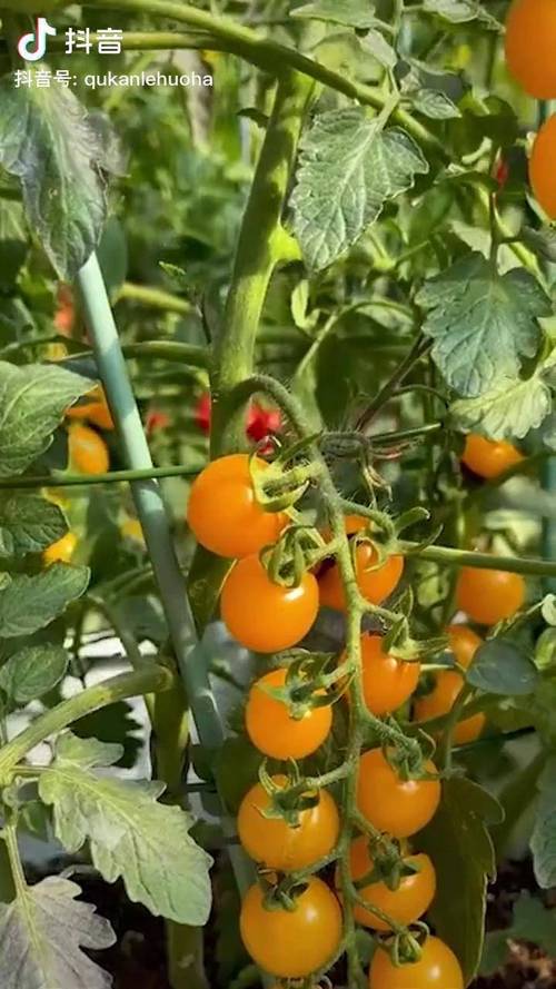 矿泉水瓶种番茄的正确方法「水桶种瀑布番茄怎么种植的」 矿泉水瓶种番茄的正确方法「水桶种瀑布番茄怎么种植的」 番茄种植技巧