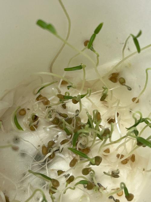 番茄种子泡水是飘起来的好还是沉下去的好「小番茄种子怎么泡水种植视频」 番茄种子泡水是飘起来的好还是沉下去的好「小番茄种子怎么泡水种植视频」 番茄种植技巧