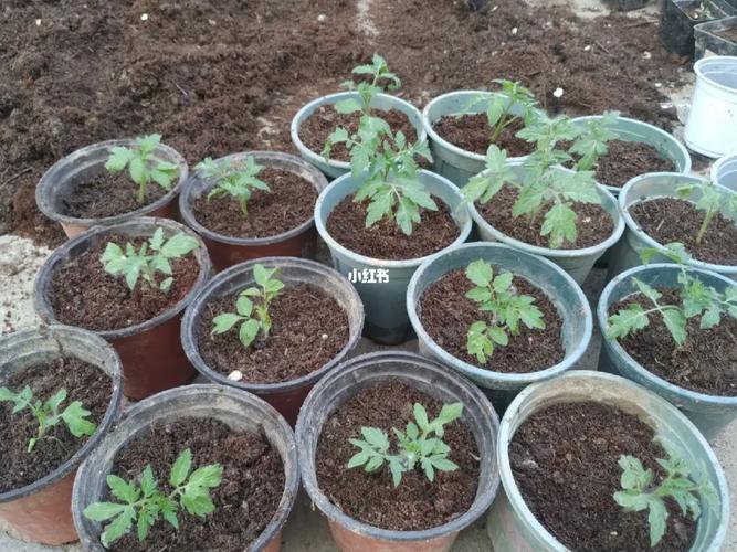 奶粉桶可以种小番茄吗「水桶番茄种子怎么种植的」 奶粉桶可以种小番茄吗「水桶番茄种子怎么种植的」 植物种类