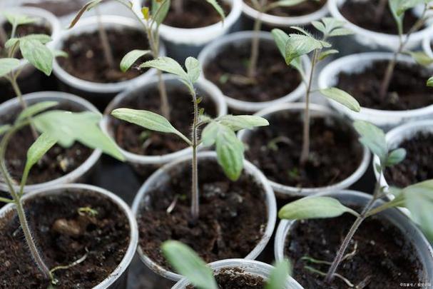 西红柿苗什么时候栽种「怎么种植水果番茄视频」 西红柿苗什么时候栽种「怎么种植水果番茄视频」 农业常识