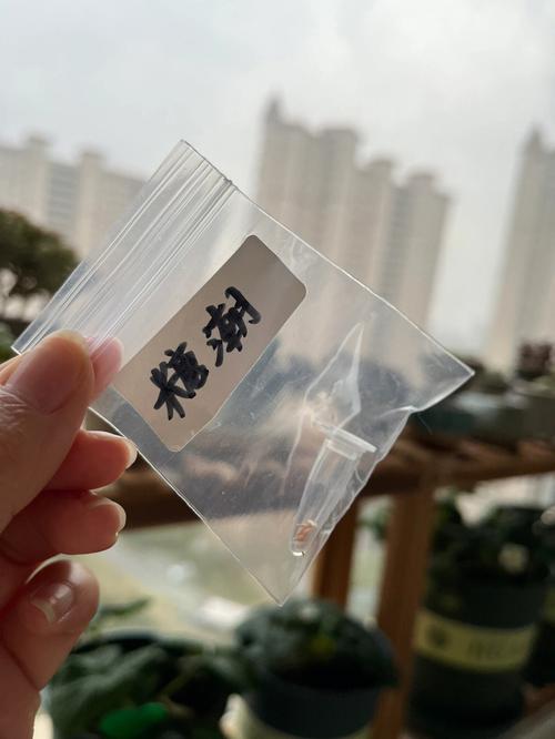 樱桃西红柿种子的种植方法「樱桃番茄菜种子怎么种植视频」 樱桃西红柿种子的种植方法「樱桃番茄菜种子怎么种植视频」 番茄病虫害防治