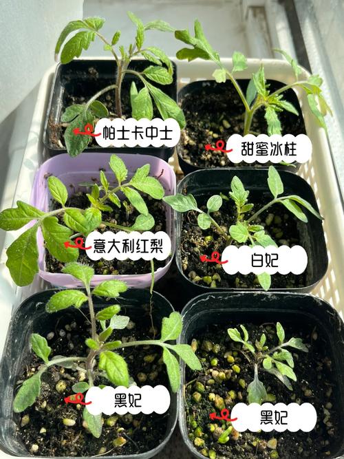 番茄苗种植时间和方法「番茄苗怎么种植方法视频」 番茄苗种植时间和方法「番茄苗怎么种植方法视频」 种植技巧