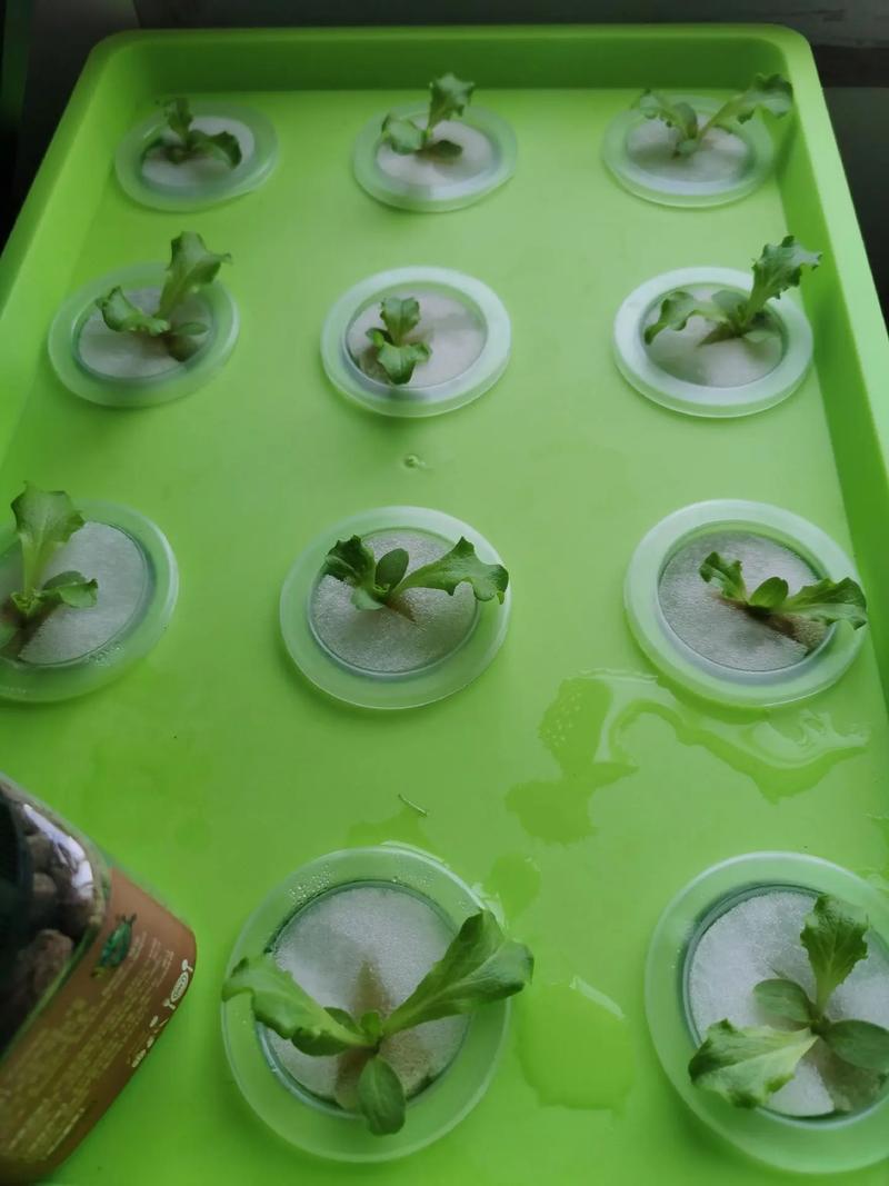 家用水培蔬菜怎么种植「家里水培蔬菜种植小技巧视频」 家用水培蔬菜怎么种植「家里水培蔬菜种植小技巧视频」 种植技巧