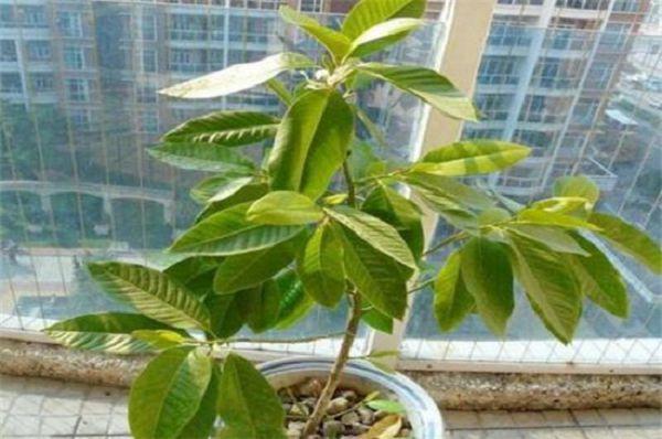 赤玉土能养白兰花吗，效果怎么样「小番茄怎么修根种植视频」 赤玉土能养白兰花吗，效果怎么样「小番茄怎么修根种植视频」 花朵知识