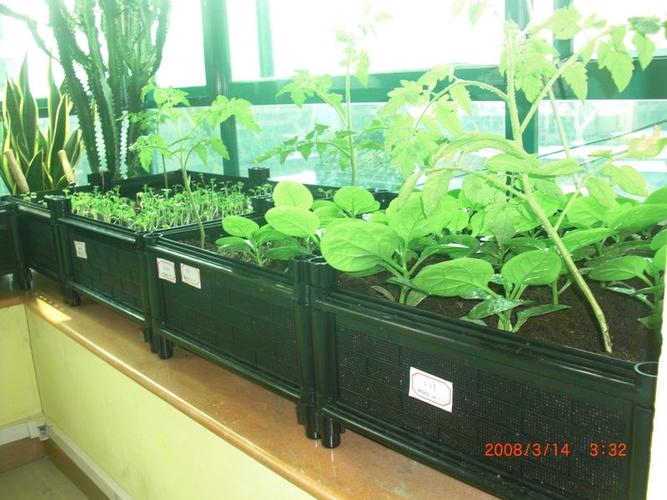 卧室飘窗上可以种菜吗「卧室里种蔬菜好不好」 卧室飘窗上可以种菜吗「卧室里种蔬菜好不好」 土壤施肥
