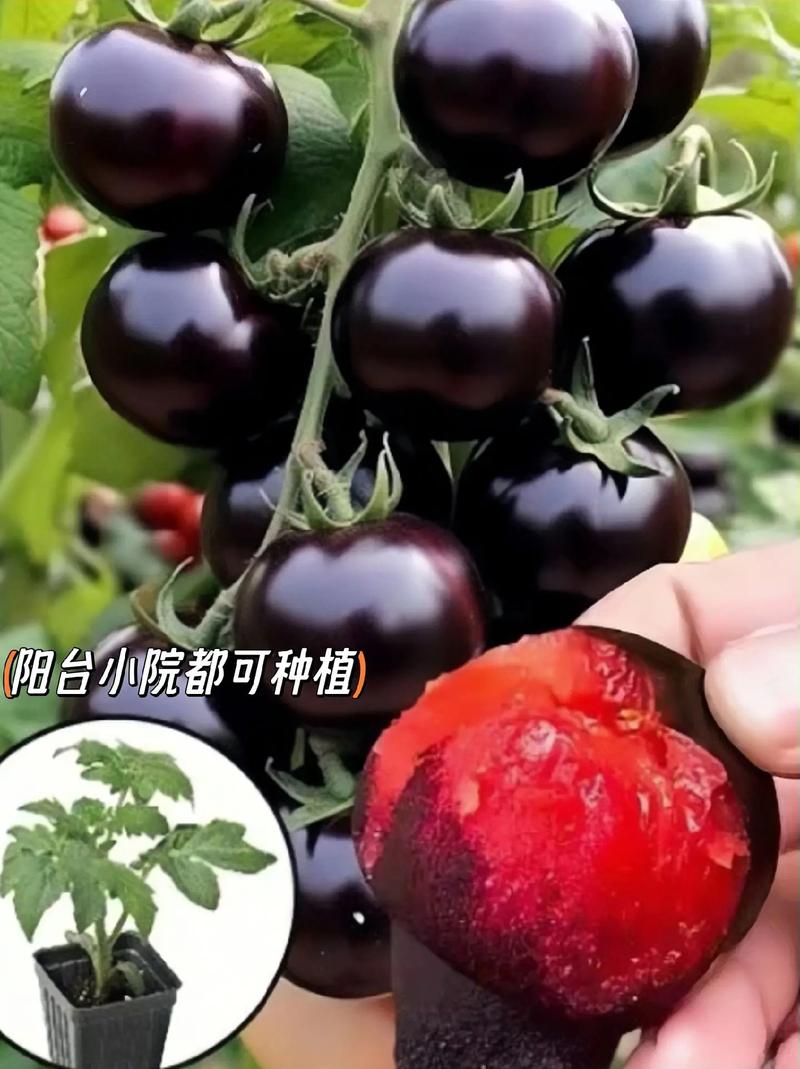 寿光西红柿种植技术规范「寿光黑番茄苗怎么种植的」 花朵知识 寿光西红柿种植技术规范「寿光黑番茄苗怎么种植的」 寿光西红柿种植技术规范「寿光黑番茄苗怎么种植的」 花朵知识