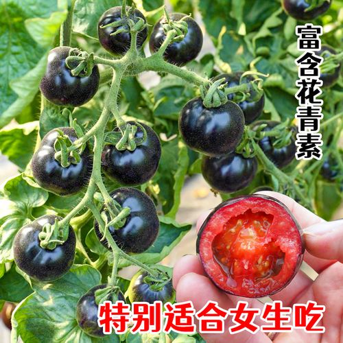 黑宝石番茄是转基因的吗「黑钻石樱桃番茄怎么种植的」 黑宝石番茄是转基因的吗「黑钻石樱桃番茄怎么种植的」 种植技巧