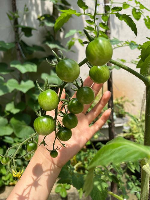 番茄畅听小视频都没完结吗「爱心小番茄怎么种植视频教程」 番茄畅听小视频都没完结吗「爱心小番茄怎么种植视频教程」 花朵知识