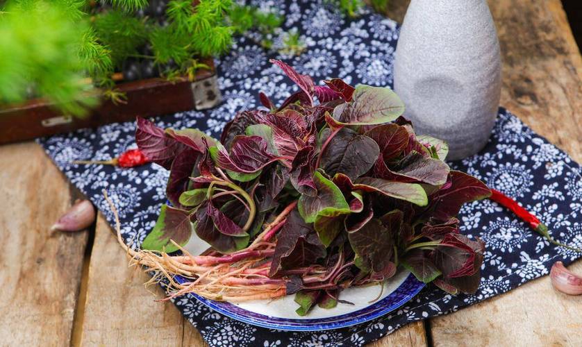 红苋菜好不好种「爬秧番茄怎么种植视频」 红苋菜好不好种「爬秧番茄怎么种植视频」 农业常识