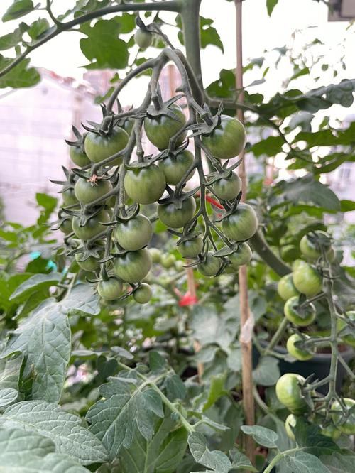 白色西红柿什么时候种植「白番茄怎么种植方法」 白色西红柿什么时候种植「白番茄怎么种植方法」 农业常识