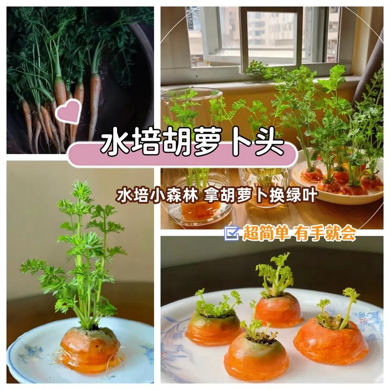 潮汐水培蔬菜种植方法「水培再生蔬菜种植技巧视频」 土壤施肥 潮汐水培蔬菜种植方法「水培再生蔬菜种植技巧视频」 潮汐水培蔬菜种植方法「水培再生蔬菜种植技巧视频」 土壤施肥