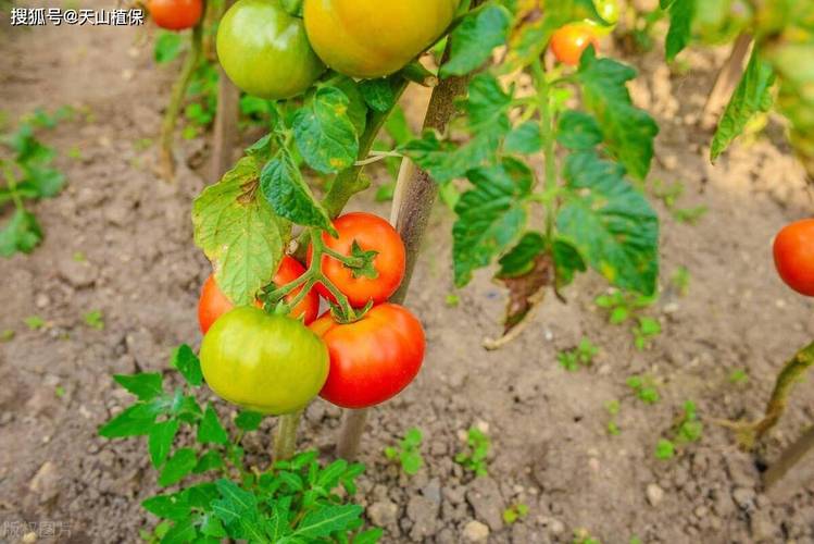 自己买番茄种子可以种植成功吗「广州怎么买番茄种子种植的」 自己买番茄种子可以种植成功吗「广州怎么买番茄种子种植的」 植物种类