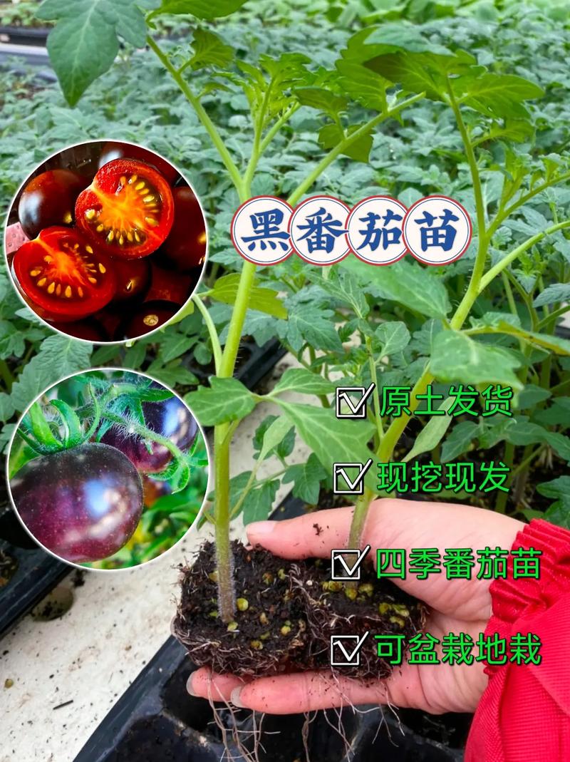 低矮品种的西红柿口感好吗「矮生黑番茄怎么种植视频」 土壤施肥 低矮品种的西红柿口感好吗「矮生黑番茄怎么种植视频」 低矮品种的西红柿口感好吗「矮生黑番茄怎么种植视频」 土壤施肥