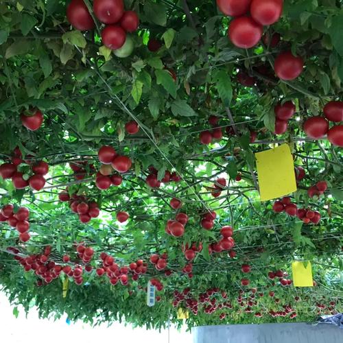 西红柿炖牛腩的做法视频王刚「大番茄树怎么种植视频教程」 西红柿炖牛腩的做法视频王刚「大番茄树怎么种植视频教程」 花朵知识