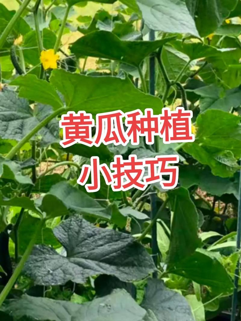 瓜果蔬菜种植技巧「蔬菜种植实用技巧和方法视频」 瓜果蔬菜种植技巧「蔬菜种植实用技巧和方法视频」 土壤施肥