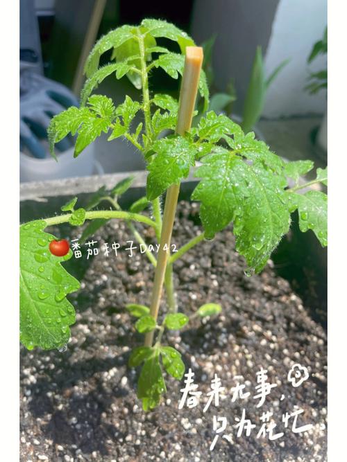 番茄种子是怎样传播的「番茄种植怎么防老鼠咬」 植物种类 番茄种子是怎样传播的「番茄种植怎么防老鼠咬」 番茄种子是怎样传播的「番茄种植怎么防老鼠咬」 植物种类