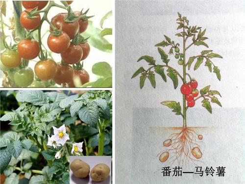 怎样区分tomato和potato「种植马铃薯番茄怎么种植」 怎样区分tomato和potato「种植马铃薯番茄怎么种植」 种植技巧