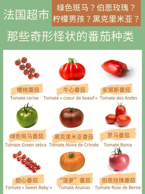 蕃茄种孑都有哪几种「番茄不同形状怎么种植的」 蕃茄种孑都有哪几种「番茄不同形状怎么种植的」 植物种类