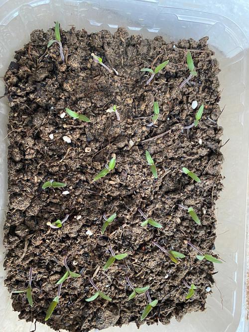 番茄畅听推广视频怎么做「矮番茄怎么种植视频教程」 番茄畅听推广视频怎么做「矮番茄怎么种植视频教程」 种植技巧